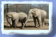 elefant05.gif