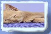 katte03.gif