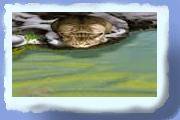 katte04.gif