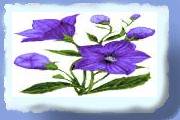 ny_blaa_blomst.gif