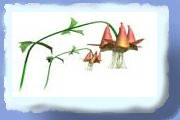 nyblomst5.gif
